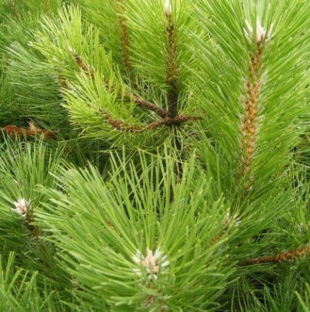Сосна черная австрийская штамб 20/25 Pinus nigra austriaca 230л (И)