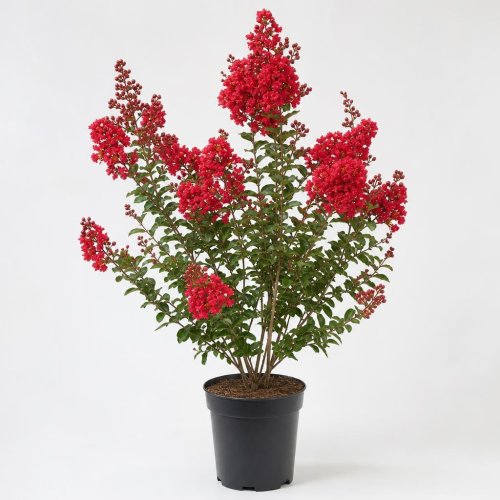 Лагерстремия индийская Enduring Red Crapemyrtle с10 Lagerstroemia indica