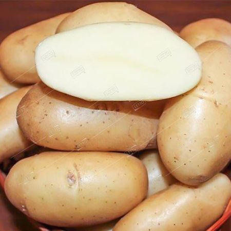 Картофель семенной Гулливер Элита, желтый, мякоть белая семена весовые сетка 10кг