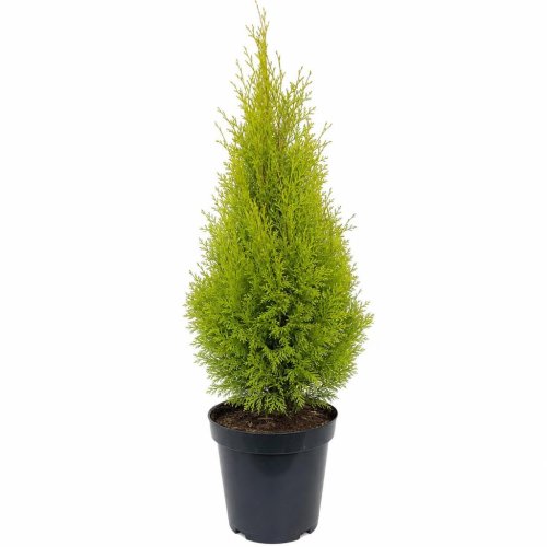 Туя западная Thuja occidentalis Golden Smaragd с10