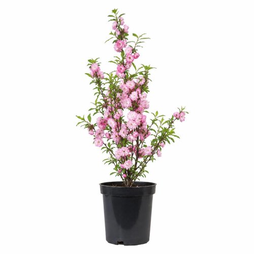Слива железистая Розеа Плена Prunus glandulosa Rosea Plena с3