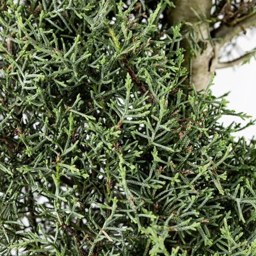 Кипарис аризонский СПИРАЛЬ с25/35 160/180 Cupressus arizonica Fastigiata SPIRALE (И)