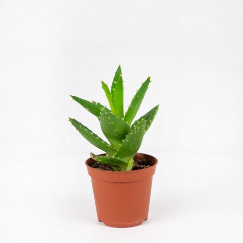 Алоэ, Хавортия микс Aloe, Haworthia mix 12/8
