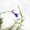Лаванда узколистная Lavandula angustifolia 2л/3л