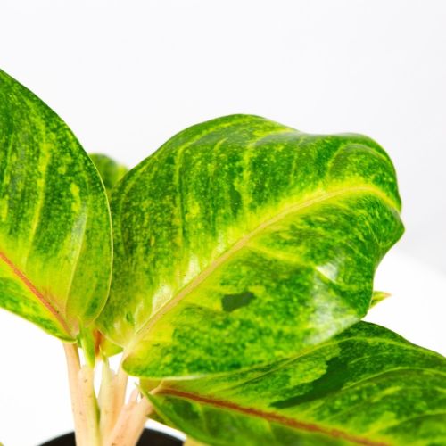 Аглаонема Aglaonema Iguana Red 35/12 (Н)