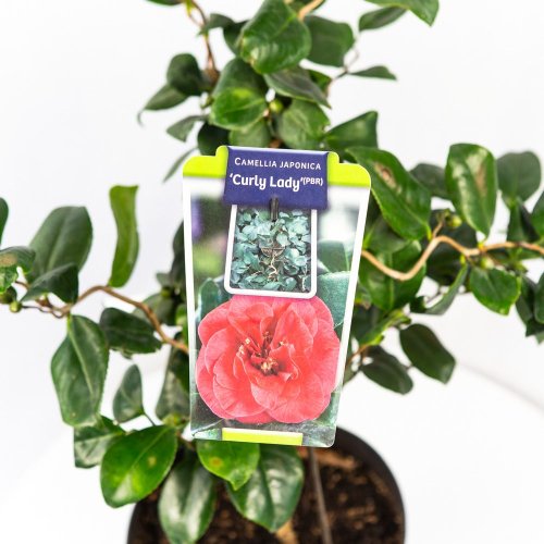 Камелия японская Camellia japonica в ассорт. 75/23 (Н)