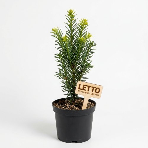 Тис ягодный Taxus baccata David с2 10/20