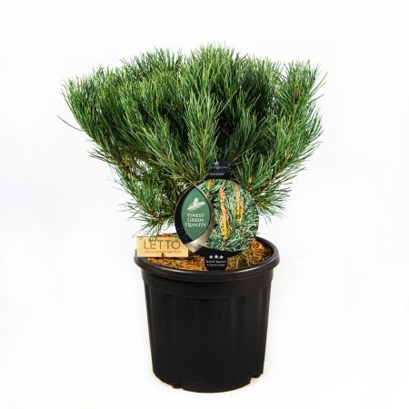 Сосна обыкновенная Ватерери Pinus sylvestris Watereri 15л (Н)