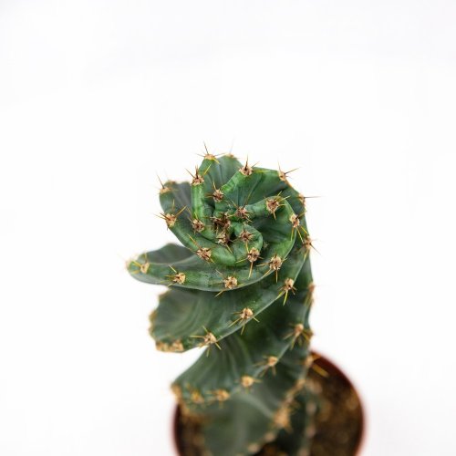 Кактус Cereus Peruvianus Tortuosus 28/10,5 (Н)