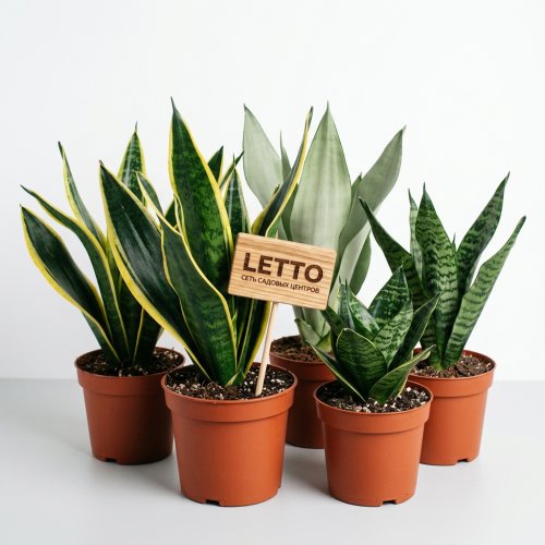 Сансевиерия микс Sansevieria mix d22см