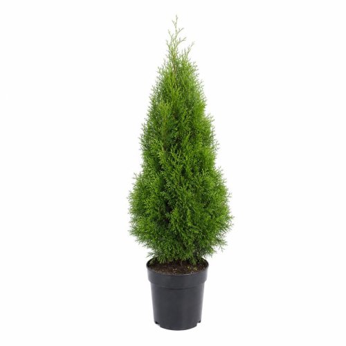 Туя западная Thuja occidentalis Smaragd с3 (Дин)