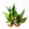 Сансевиерия микс Sansevieria mix р11