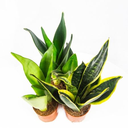 Сансевиерия микс Sansevieria mix р11