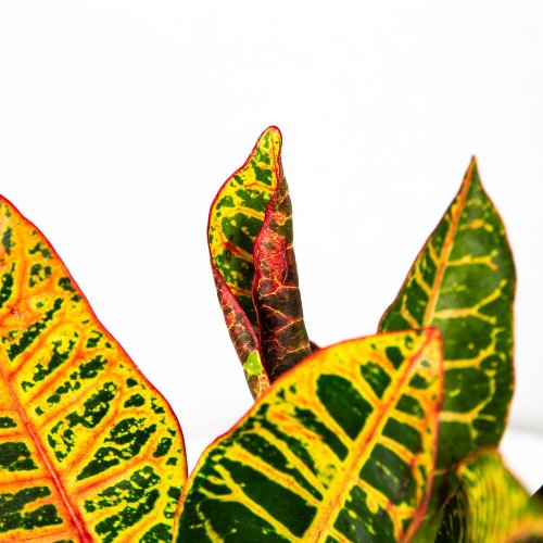 Кодиеум Петра Codiaeum Petra 3-5 рр 30/12 (Н)