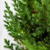 Можжевельник китайский Stricta с10