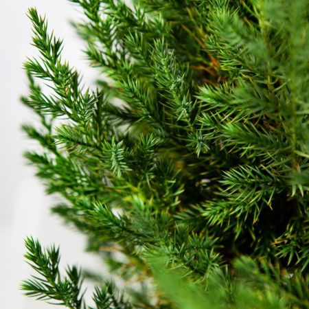Можжевельник китайский Stricta с10