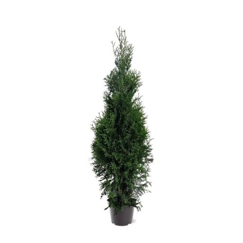Туя западная Thuja occidentalis King Of Brabant 140/26 (Н)