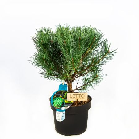 Сосна обыкновенная Ватерери Pinus sylvestris Watereri 5л (Н)