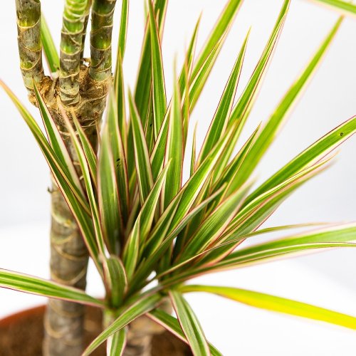 Драцена Биколор Dracaena Bicolor 30-15 80/17