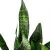 Сансевиерия Sansevieria Super Green 50/17
