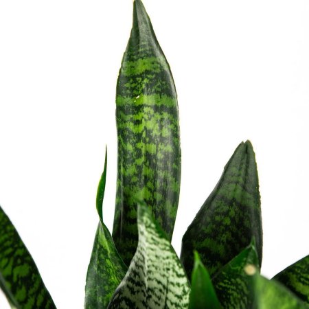 Сансевиерия Sansevieria Super Green 50/17