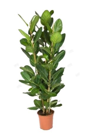 Фикус бенгальский Одри 3 ствола Ficus benghalensis Audrey 3 pp 115/27