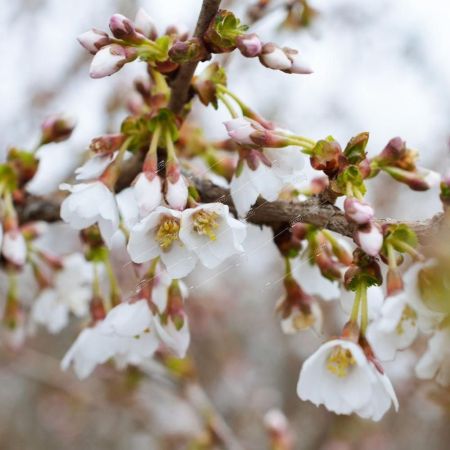 Сакура/вишня декоративная Фудзи Prunus Incisa Kojo-no-mai 10л. (S)