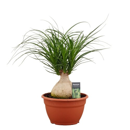 Бокарнея шар Beaucarnea bol 55/25 (Н)