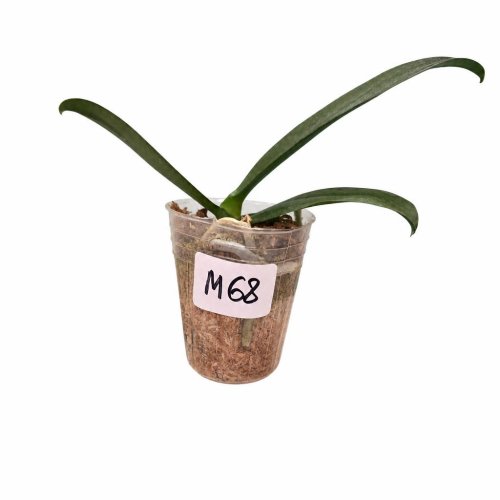 Фаленопсис Phalaenopsis PF 6150 (М68)