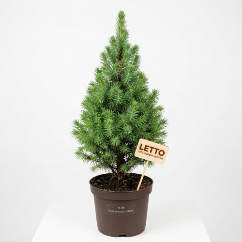 Ель канадская Picea glauca Conica 65/15 (H)