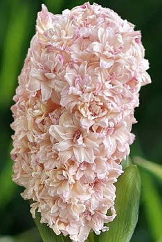 Гиацинт Маскарад Hyacinthus Masquerade 14/15 1шт, капер, Колорлайн 