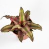 Криптантус микс Cryptanthus mix 8/5