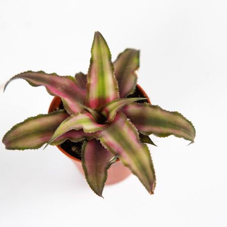 Криптантус микс Cryptanthus mix 8/5
