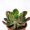 Эхеверия микс Echeveria mix р10,5