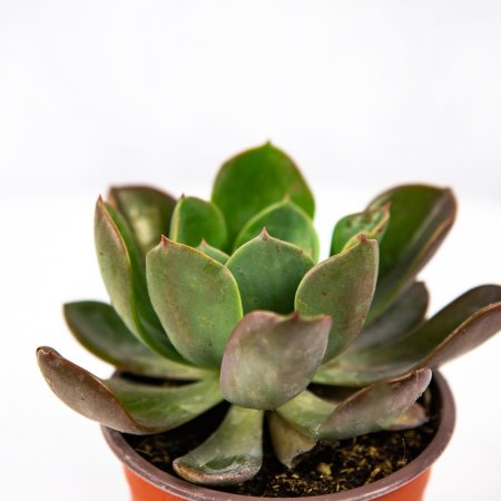 Эхеверия микс Echeveria mix р10,5