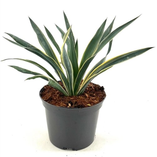 Юкка славная Variegata р19