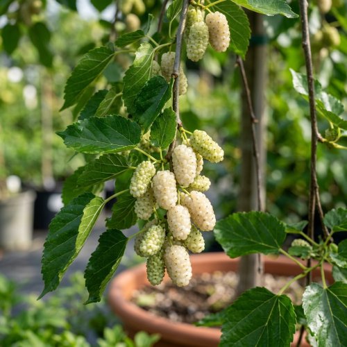 Шелковица белая Пендула штамб 8/10 Morus alba Pendula 18л (И)