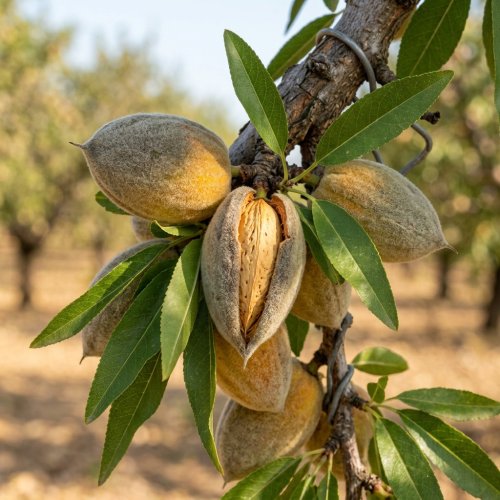 Миндаль обыкновенный 1/2 ШТАМБ с10 180/200 Prunus amygdalus (amandier) Avijor 1/2 Fusto (И)
