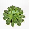 Эхеверия микс Echeveria mix 15/12 (Н)
