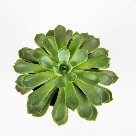 Эхеверия микс Echeveria mix 15/12 (Н)