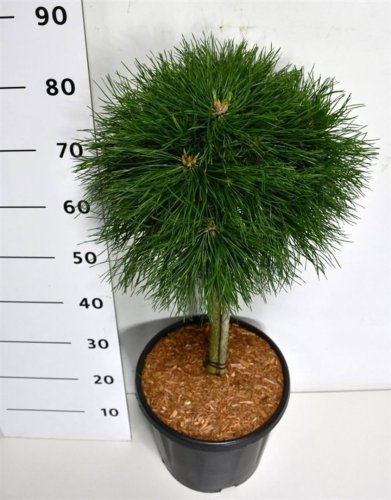 Сосна горная Pinus Mugo Varella 95/32 (H)