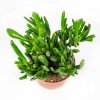 Крассула (толстянка) Хоббит Crassula Hobbit 15/11