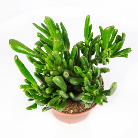 Крассула (толстянка) Хоббит Crassula Hobbit 15/11