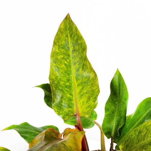 Филодендрон Philodendron Orange Marmelade 30/17 (Н)