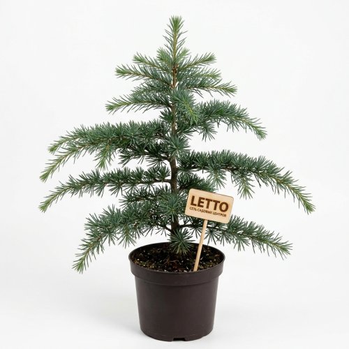 Кедр гималайский с15/18 100/120 Cedrus deodara (И)