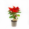 Пуансеттия Euphorbia pulcherrima р14