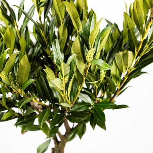 Лавровишня лекарственная Otto Luyken 1/2 ШТАМБ с20 d40/45 h100/120 Prunus laurocerasus 1/2 Fusto (И)