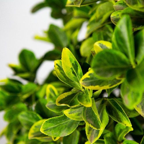 Бересклет японский Elegantissima Aurea КОНУС с35 125/150 Euonymus japonicus CONO (И)