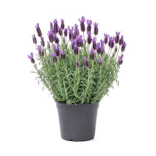 Лаванда узколистная Fragrant Butterfly с2