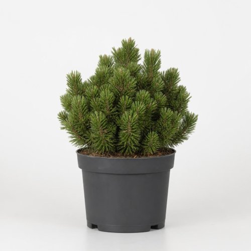 Сосна горная Pinus Mugo Humpy 60/23 (Н)